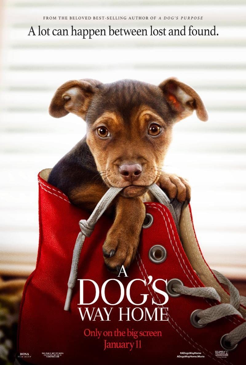 A Dogs Way Home (2019) Hindi Dubbed BluRay download full movie