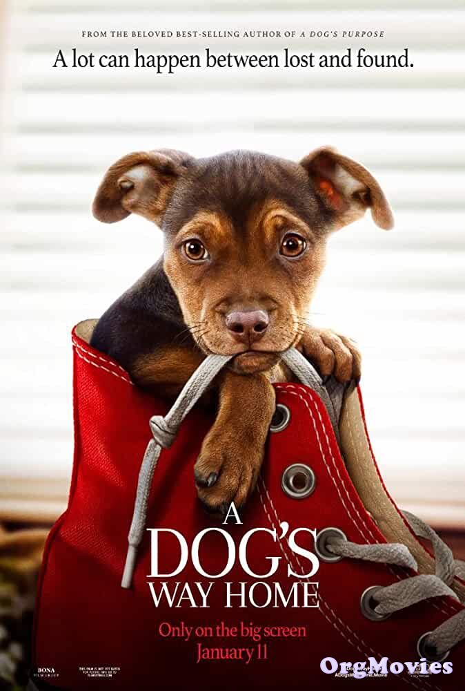 A Dogs Way Home 2019 Hindi Dubbed Full Movie download full movie